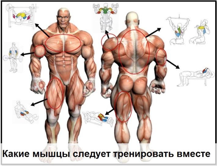 Какие мышцы